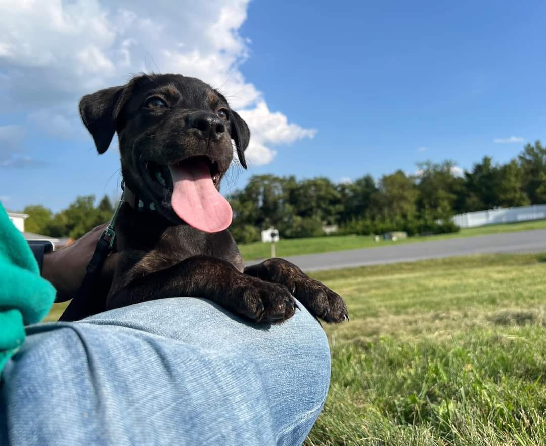 adoptable Dog in Nazareth, PA named Behr