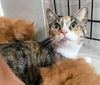 adoptable Cat in Nazareth, PA named Sheeba