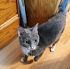 adoptable Cat in Nazareth, PA named Hope (Special Needs)