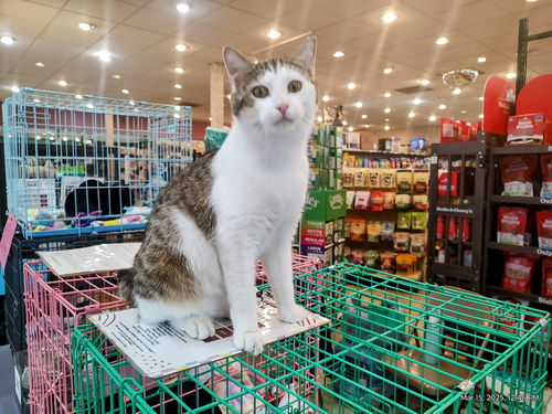 picture of the cat needing adoption