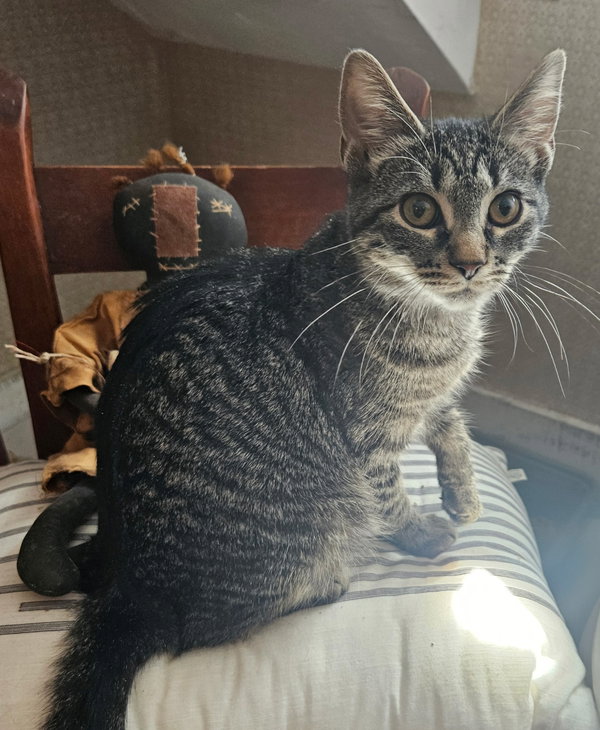 Lila