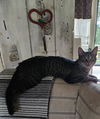 adoptable Cat in Nazareth, PA named Lila Kitten