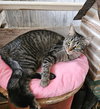 Lila - Photo 1