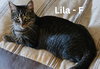 Lila - Photo 2