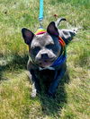 adoptable Dog in  named Doug
