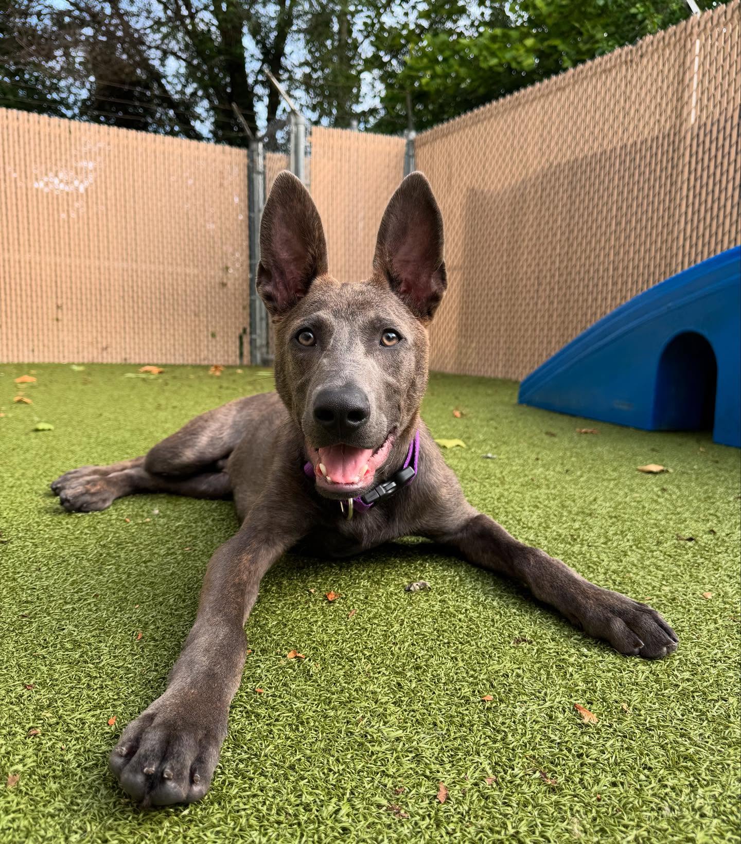 adoptable Dog in Nazareth, PA named Bear