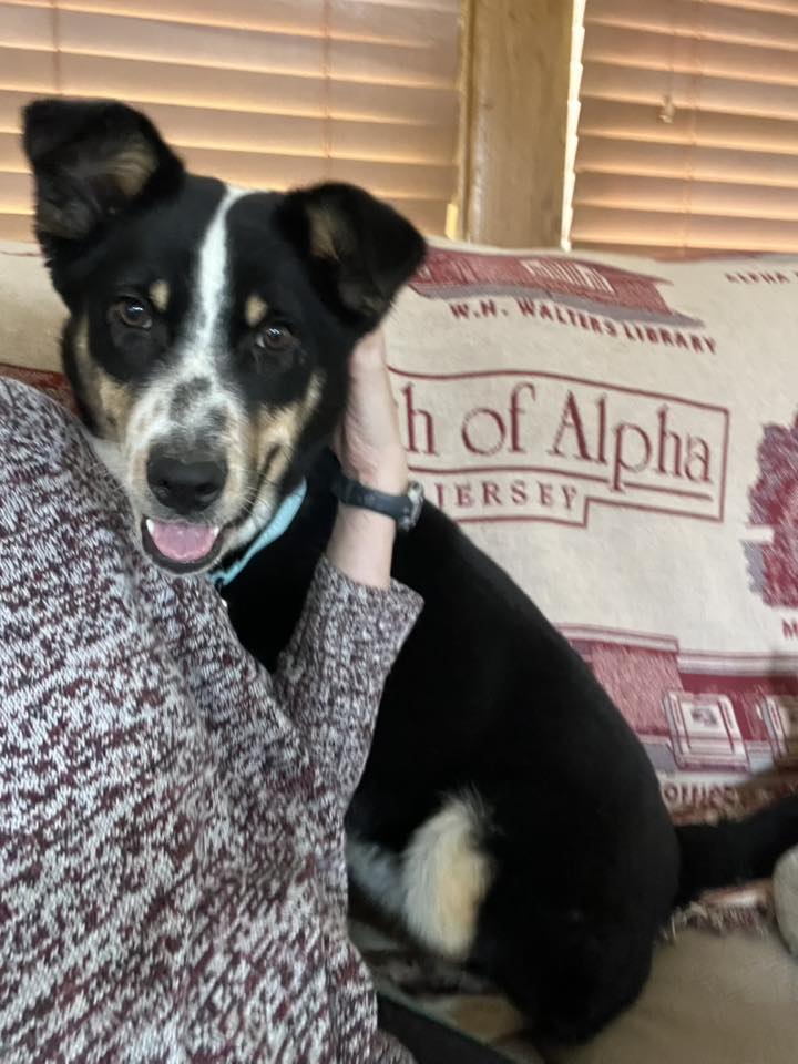 adoptable Dog in Nazareth, PA named Harper