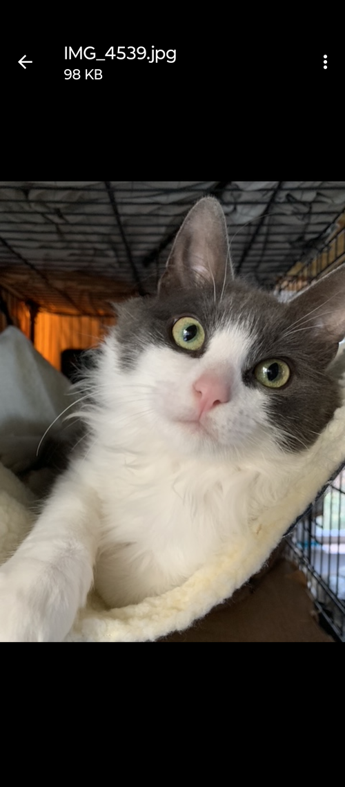 picture of the cat needing adoption