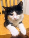Coraline Kitten - Photo 3