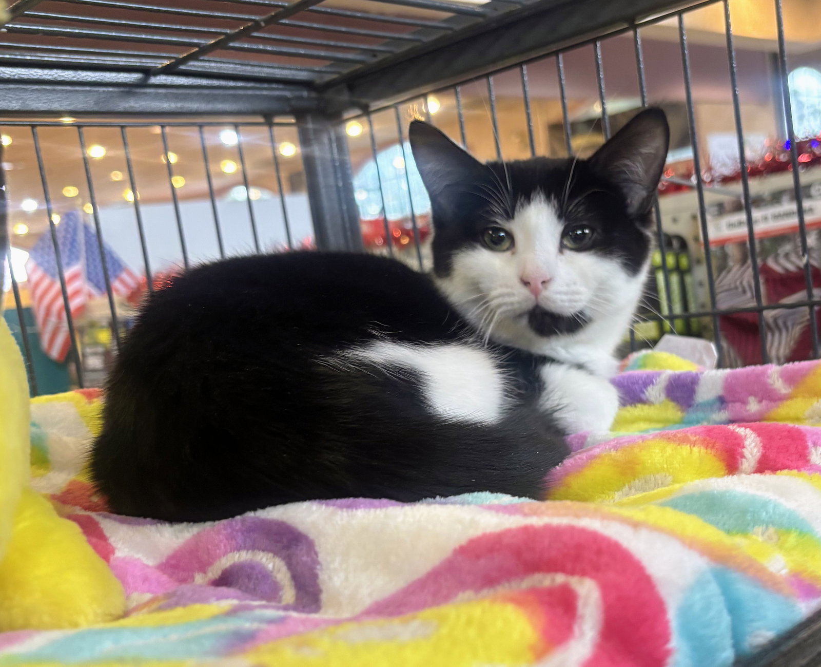 Coraline Kitten Image
