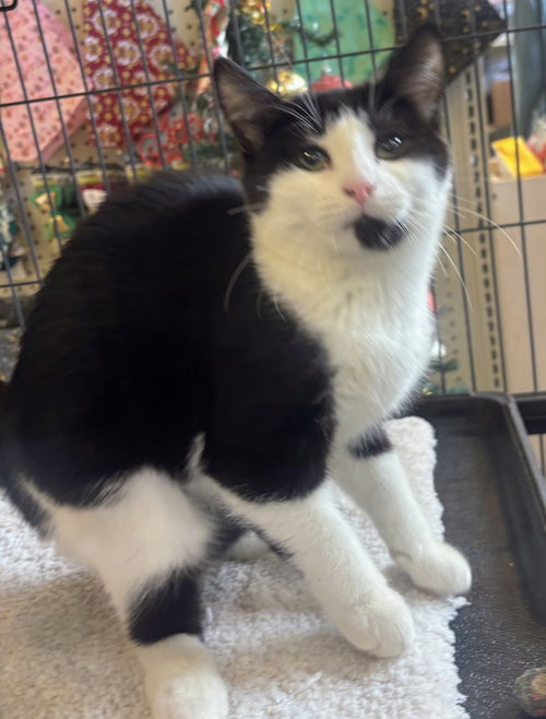 CORALINE KITTEN - Domestic Short Hair available for adoption