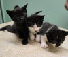 Cleopatra Kitten - Photo 2