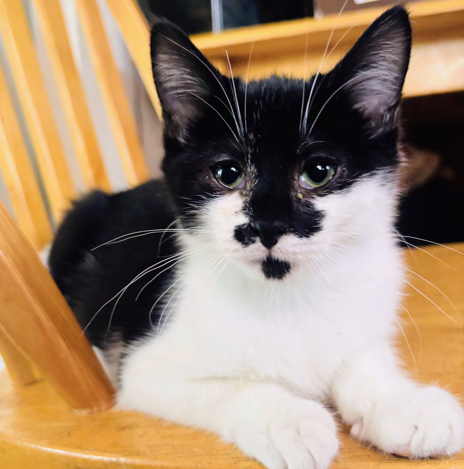 Cleopatra Kitten Image