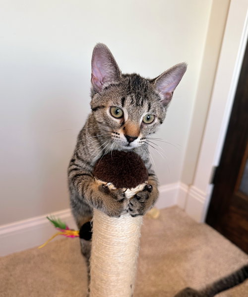 picture of the cat needing adoption
