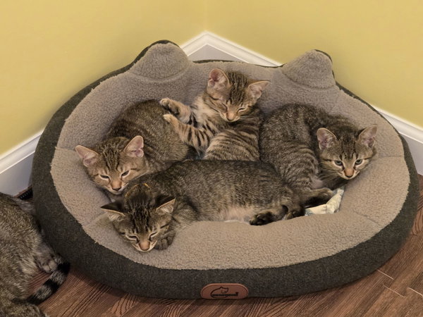 Rolo Kitten