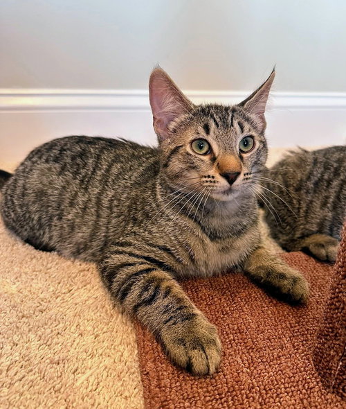 picture of the cat needing adoption