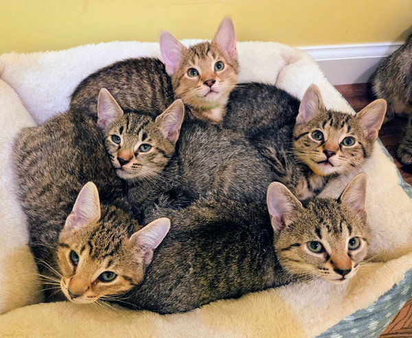 Twix Kitten