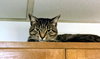 Wilbur - Photo 2