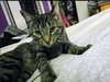 Wilbur - Photo 1