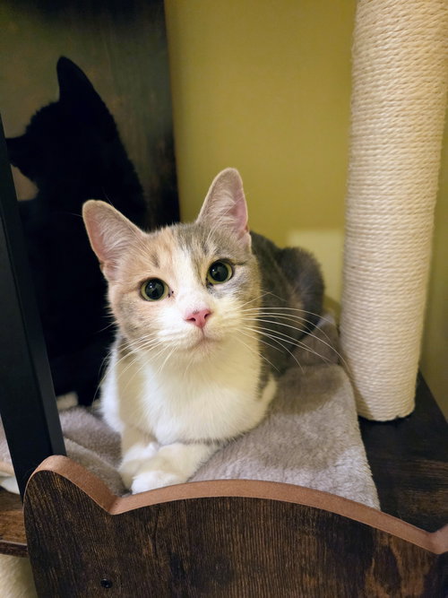 picture of the cat needing adoption