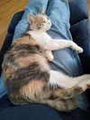 Paisley - Photo 4