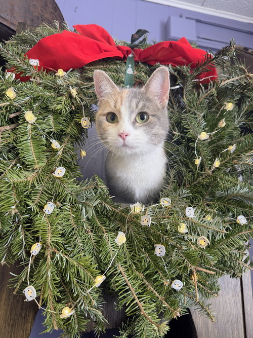 PAISLEY - Calico / Domestic Short Hair available for adoption