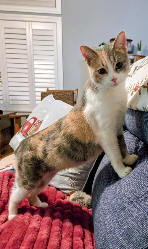 PAISLEY - Calico / Domestic Short Hair available for adoption