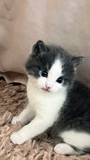 Teak Kitten - Photo 6