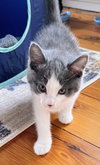 Teak Kitten - Photo 5