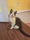 Teak Kitten - Photo 4