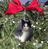 Teak Kitten - Photo 3