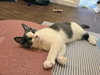 Teak Kitten - Photo 1