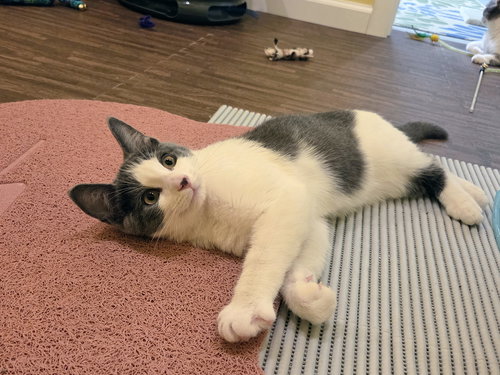 TEAK KITTEN - Domestic Short Hair available for adoption