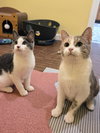 Teak Kitten - Photo 2