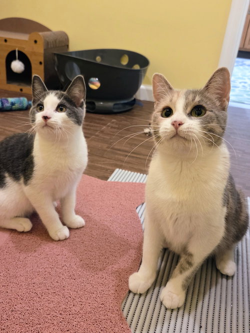TEAK KITTEN - Domestic Short Hair available for adoption