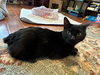 Trixie Kitten - Photo 1