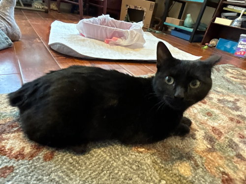 TRIXIE KITTEN - Domestic Short Hair available for adoption