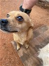 adoptable Dog in willcox, AZ named Miroku