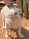 adoptable Dog in willcox, AZ named Gajeel