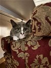 adoptable Cat in willcox, AZ named Leila