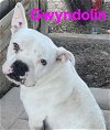 adoptable Dog in willcox, AZ named Gwyndolin