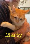 adoptable Cat in willcox, AZ named Marty