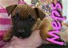 adoptable Dog in willcox, AZ named Meps