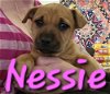 adoptable Dog in willcox, AZ named Nessie