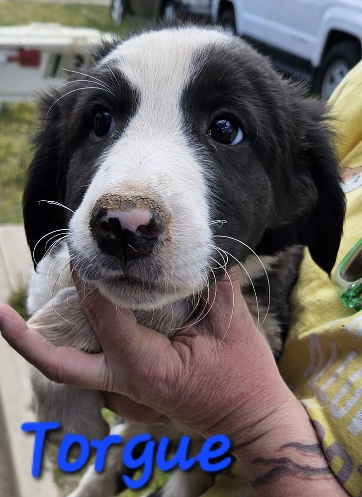 adoptable Dog in Willcox, AZ named Krieg