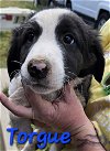 adoptable Dog in willcox, AZ named Krieg