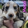 adoptable Dog in willcox, AZ named Moxxi