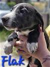 adoptable Dog in willcox, AZ named Flak
