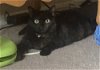 adoptable Cat in willcox, AZ named Godiva