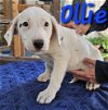 adoptable Dog in willcox, AZ named Ollie